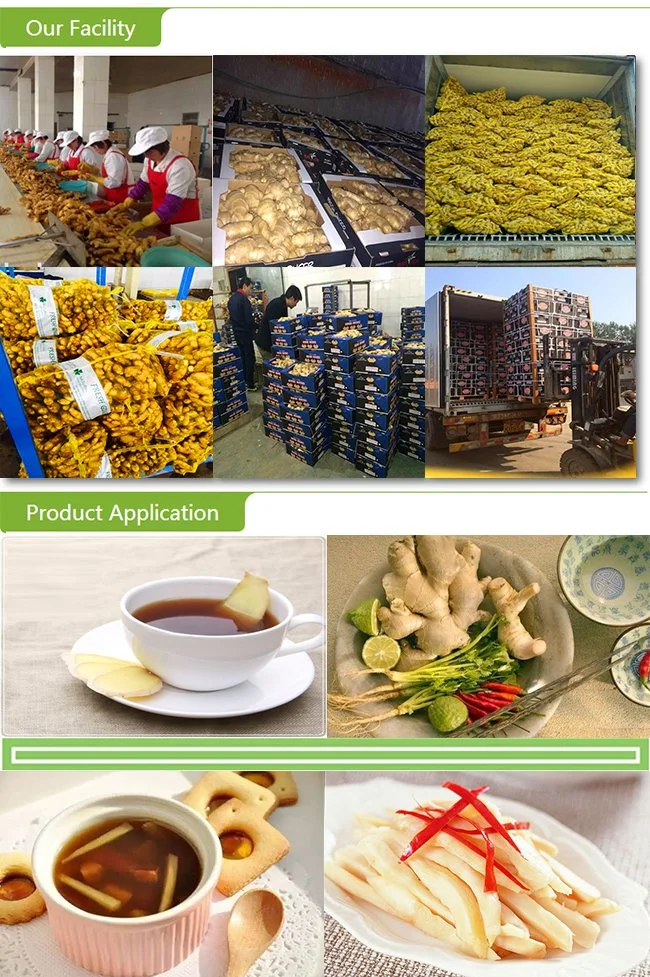 Top Quality Frozen Peeled Ginger with Good Price