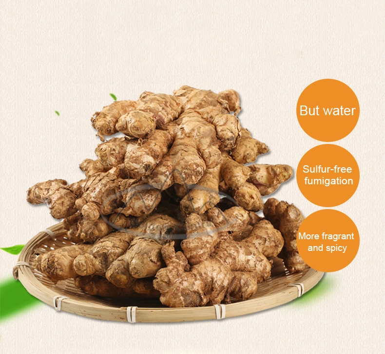 Best Quality New Crop Frozen Fresh Ginger